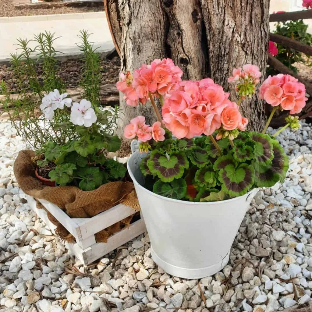 6 Plantas que gostam de sol ideais para cultivar em jardins.