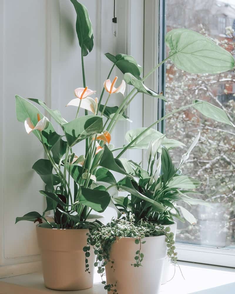 5 plantas grandes para sala que destacam o ambiente e são fáceis de cuidar.