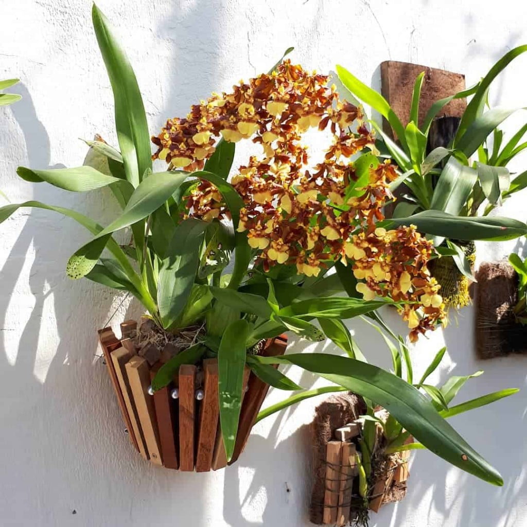 Sua orquídea Cymbidium só cresce, mas não floresce? Veja o que fazer!