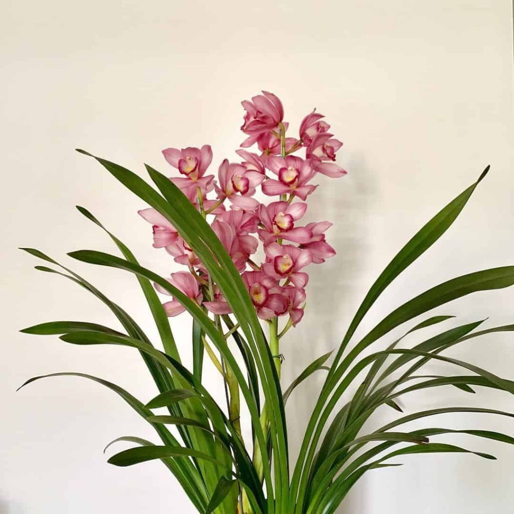 Sua orquídea Cymbidium só cresce, mas não floresce? Veja o que fazer!
