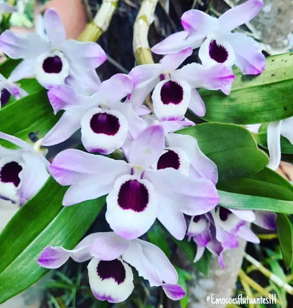 Orquídeas sempre floridas: Descubra 7 truques infalíveis para cuidar das suas plantas