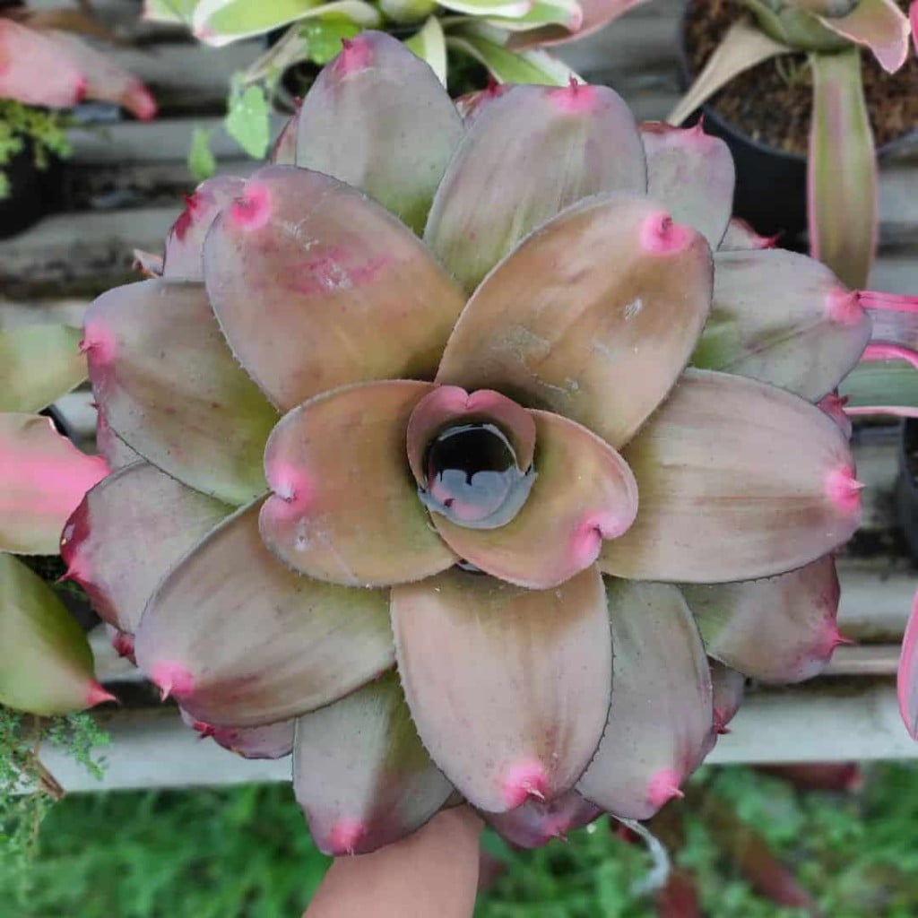 Bromélia Neoregelia: Curiosidades e 3 Cuidados Essenciais para o Cultivo