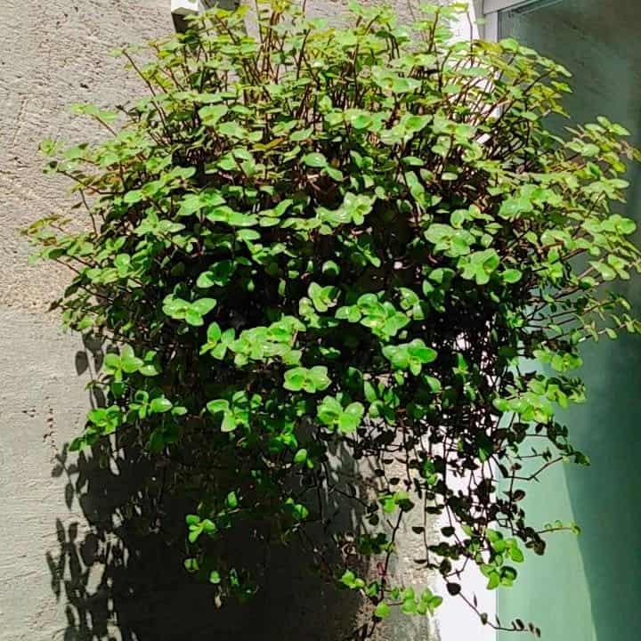 Plantas da prosperidade: 5 espécies para atrair dinheiro e sorte para sua casa