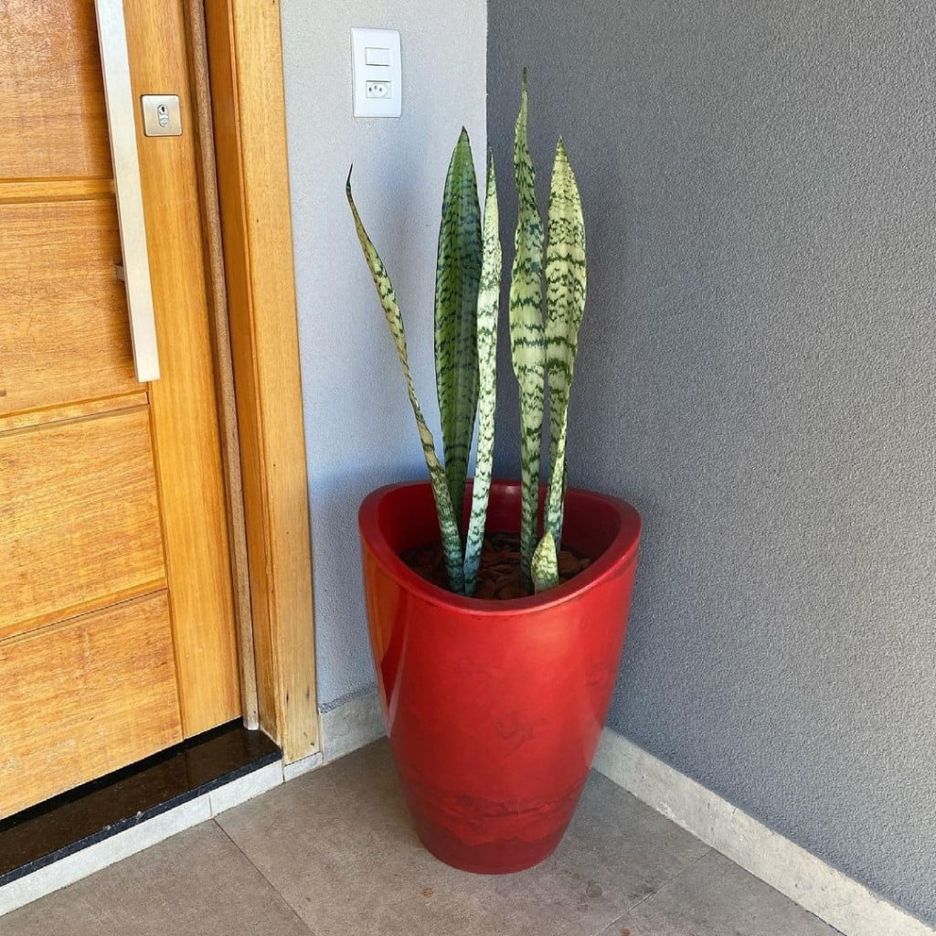 Plantas da prosperidade: 5 espécies para atrair dinheiro e sorte para sua casa