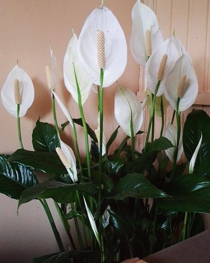 Plantas da prosperidade: 5 espécies para atrair dinheiro e sorte para sua casa