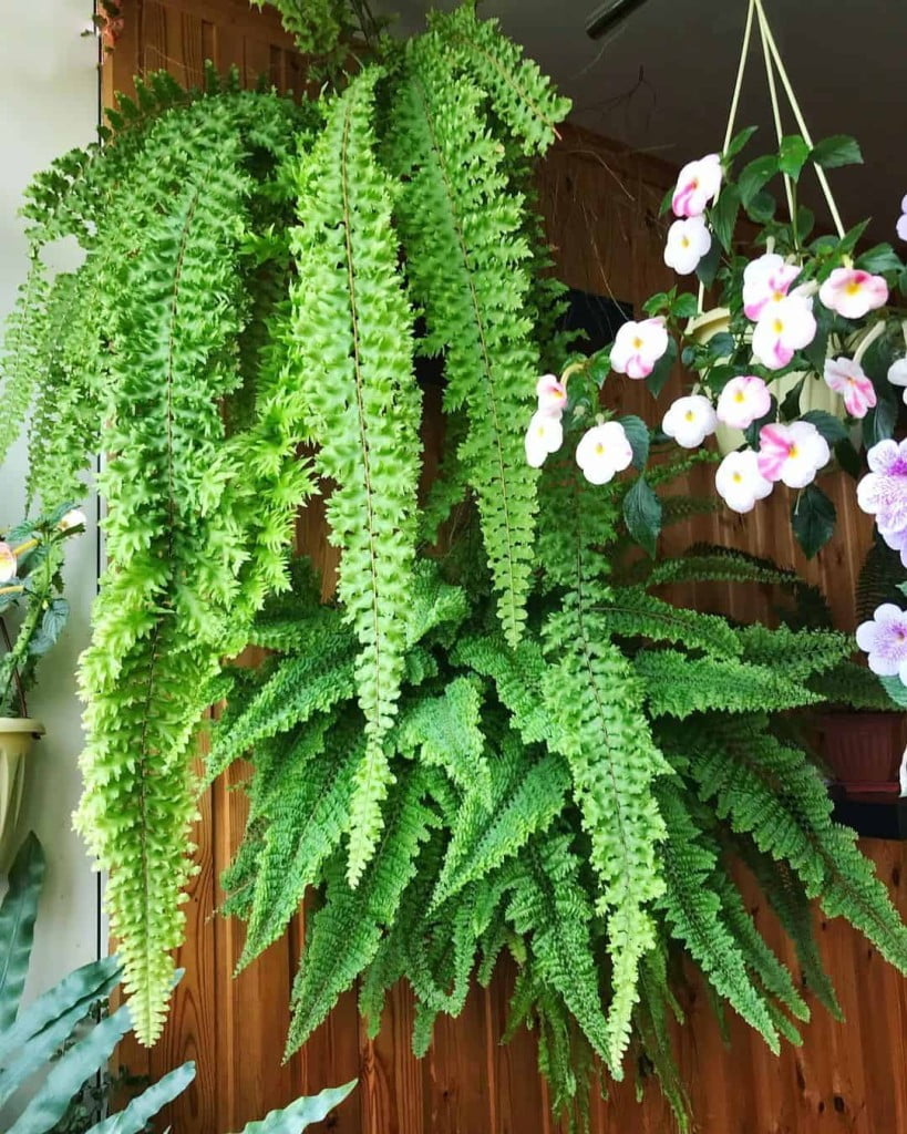 3 segredos para ter uma Samambaia Americana exuberante em casa