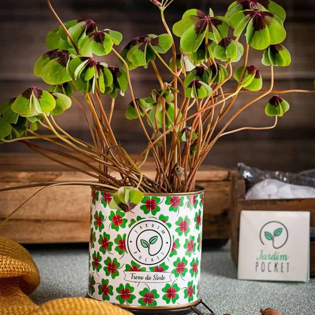 Plantas da prosperidade: 5 espécies para atrair dinheiro e sorte para sua casa