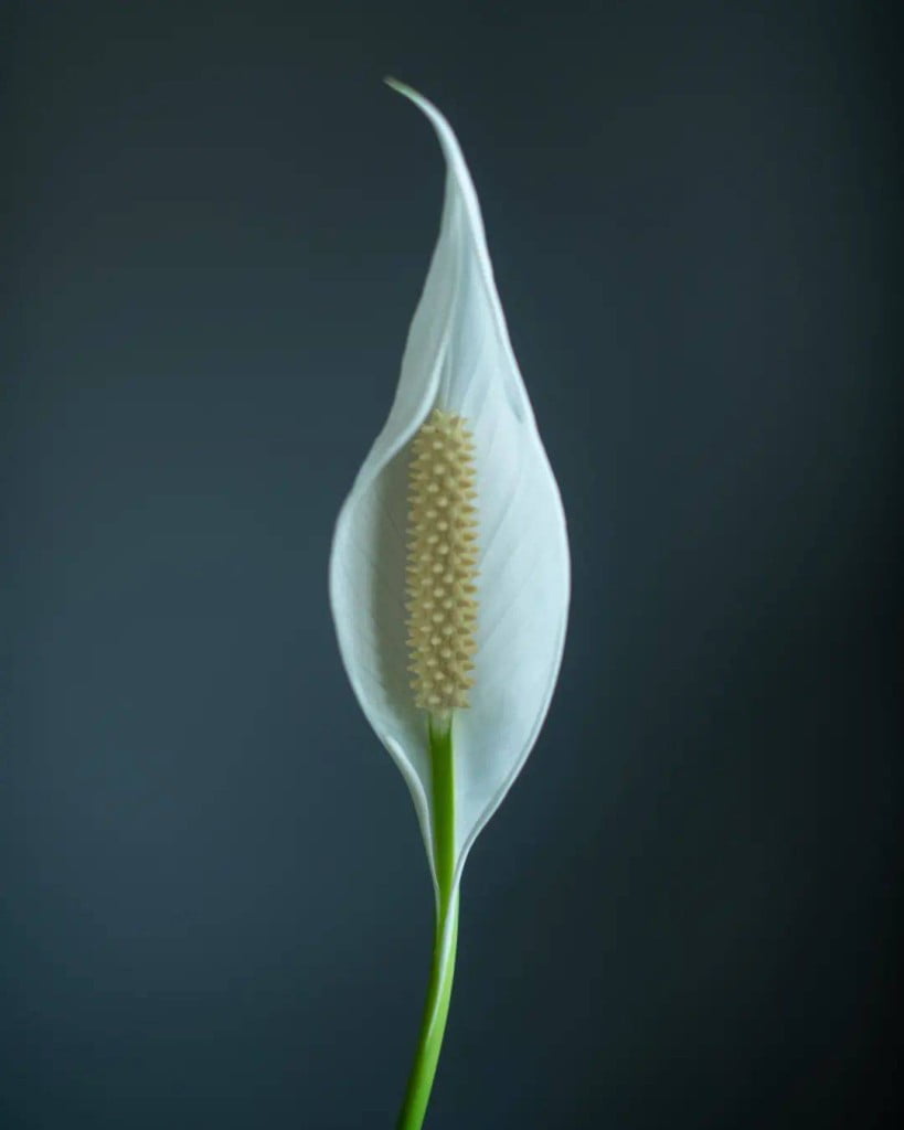 Lírio da Paz: Benefícios, Cuidados e Dicas para Cultivar essa Planta Linda e Purificadora