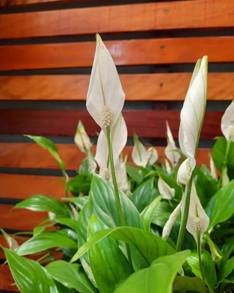 Lírio da Paz: Benefícios, Cuidados e Dicas para Cultivar essa Planta Linda e Purificadora