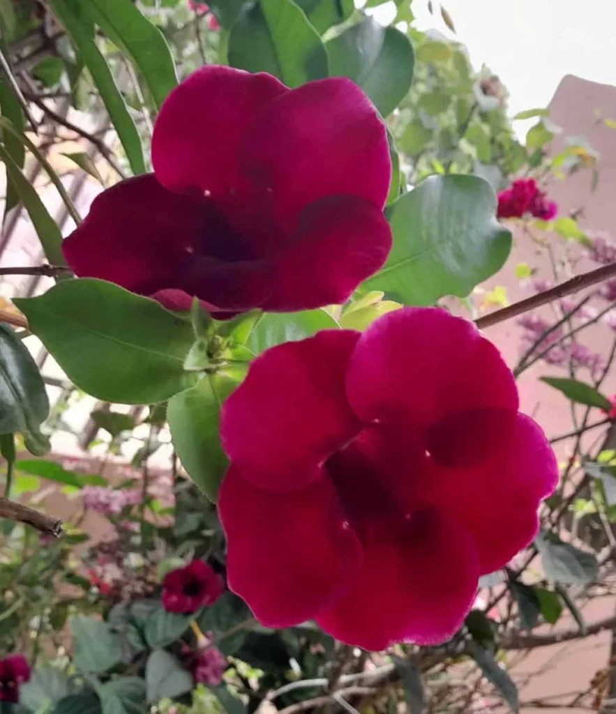 6 Plantas que gostam de sol ideais para cultivar em jardins.