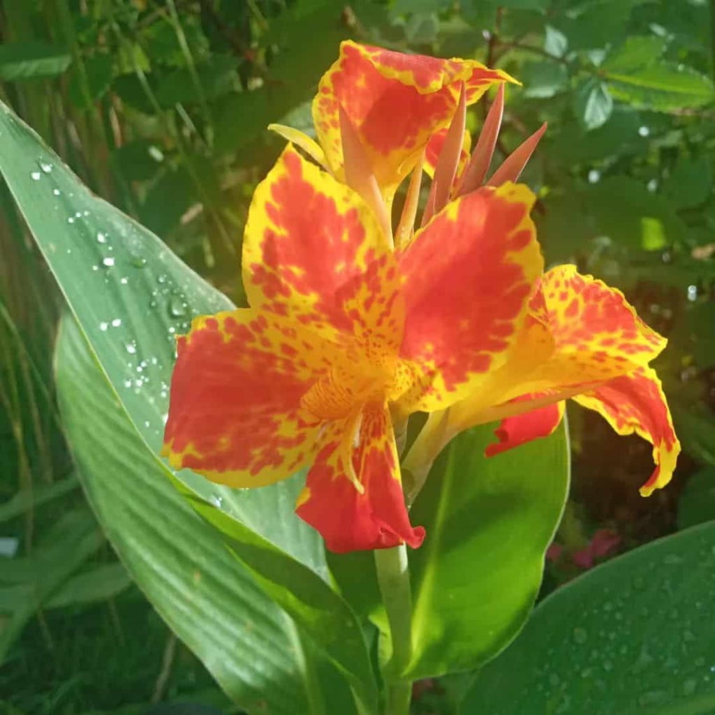 Cana da Índia: Beleza Tropical e Simbolismo no Jardim