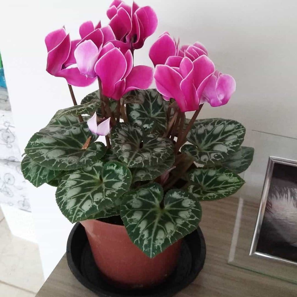 Dicas para Cultivar Ciclames com Sucesso: Guia Fácil e Completo