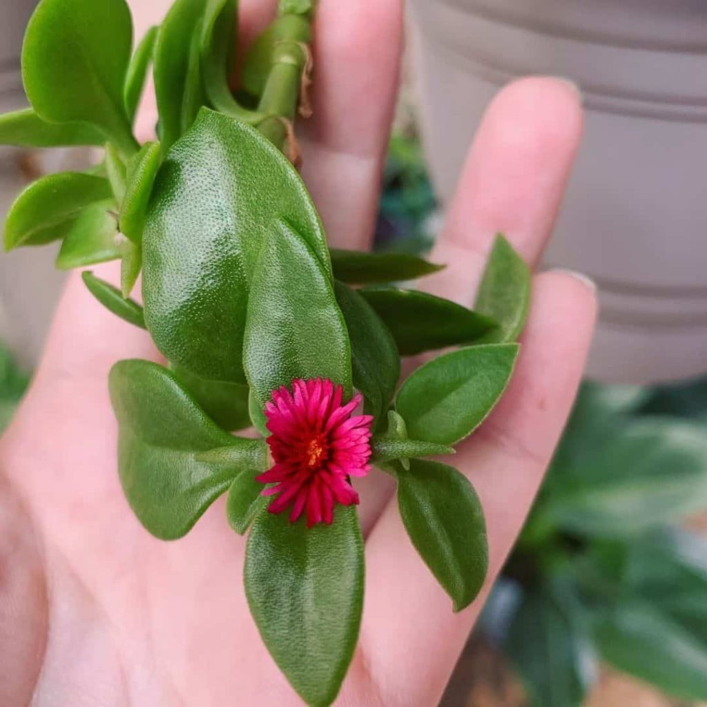 Rosinha de Sol: Guia Completo para Cultivar essa Suculenta Linda e Fácil de Cuidar