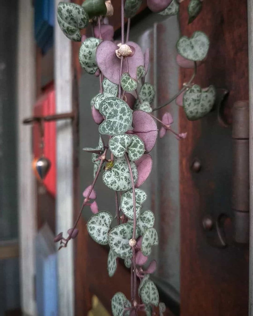 Suculentas pendentes: 4 variedades encantadoras para ter em casa.