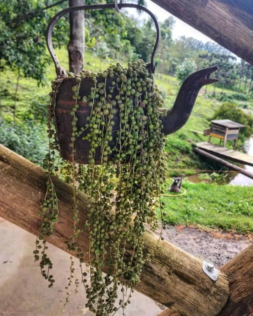 Suculentas pendentes: 4 variedades encantadoras para ter em casa.