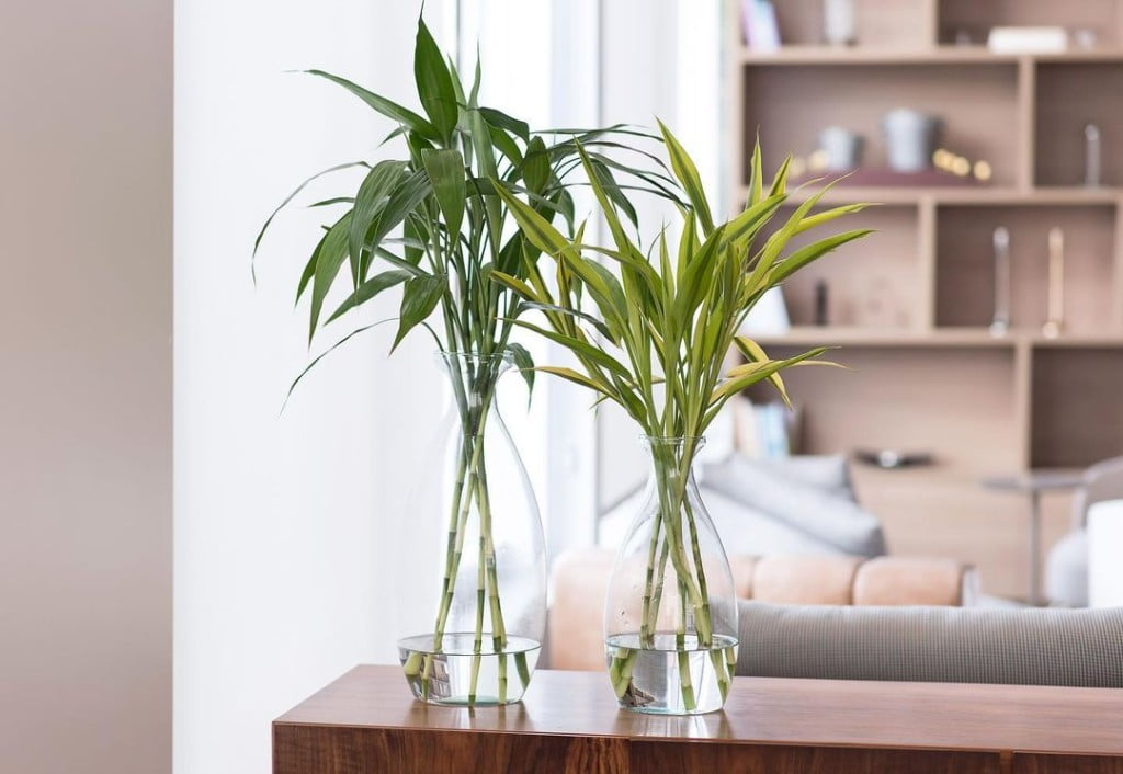 Bambu da sorte: características +3 dicas para cuidar em casa.