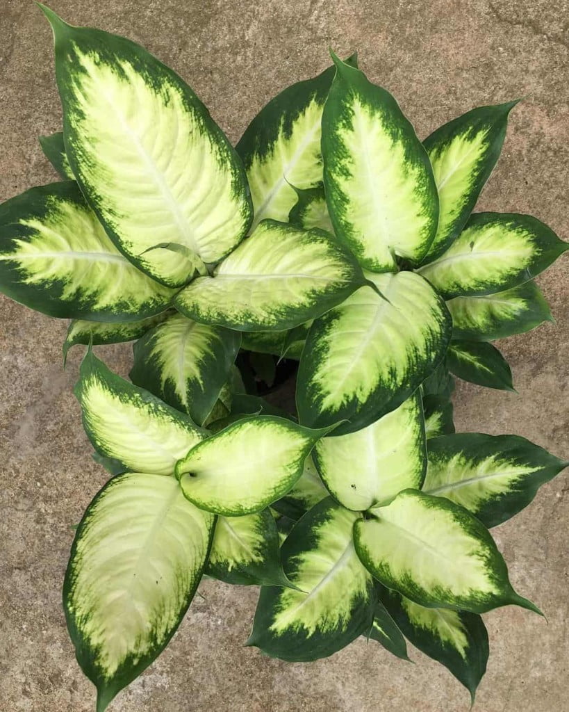 Folhagens queridinhas do Brasil: 6 espécies que conquistam cada vez mais espaço nos jardins