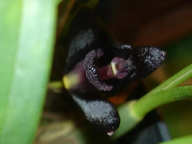 Orquídea Negra: como cultivar a rara e fascinante Maxillaria schunkeana