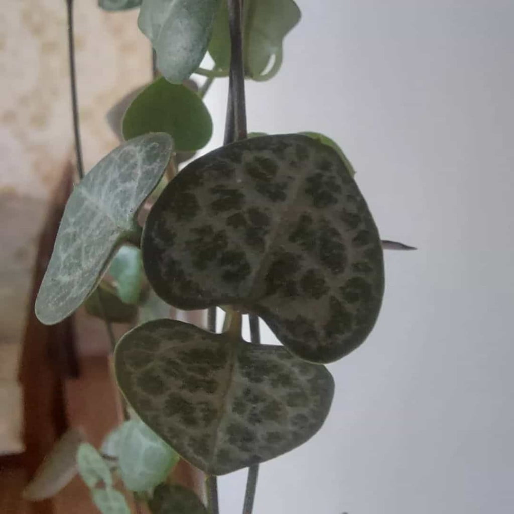 Corações emaranhados: 4 dicas para ter uma suculenta linda e saudável