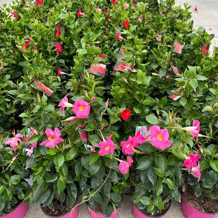 Parede viva: as plantas perfeitas para cobrir muros e criar um cenário de natureza no quintal