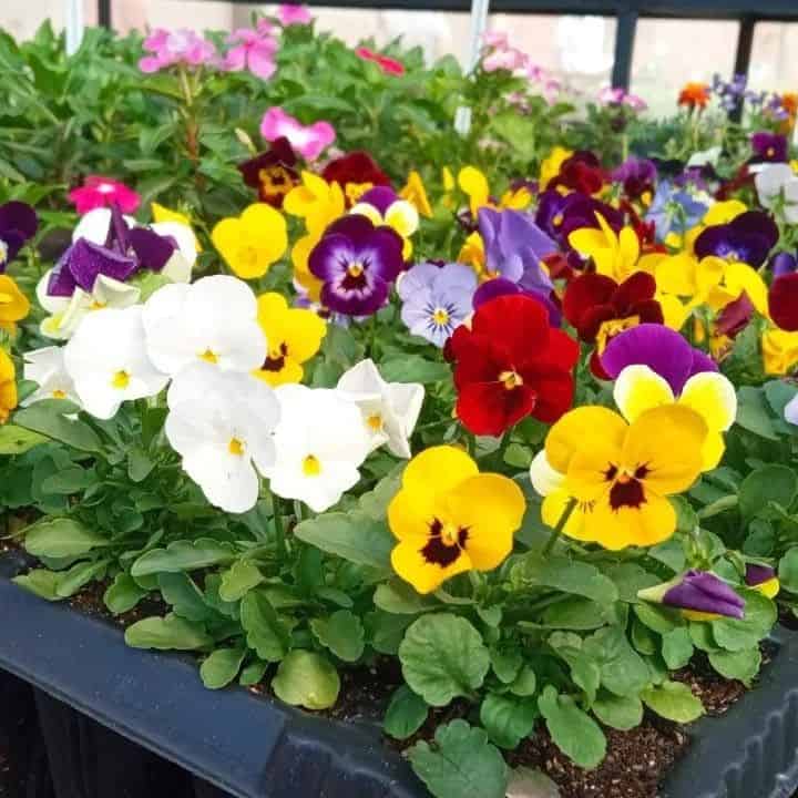 Canteiro de flores: dicas e ideias para um jardim mais colorido e aconchegante.