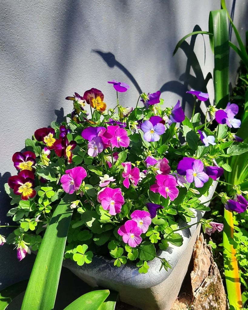 Guia Completo do Amor-Perfeito: Cultivo, Variedades e Cuidados Essenciais