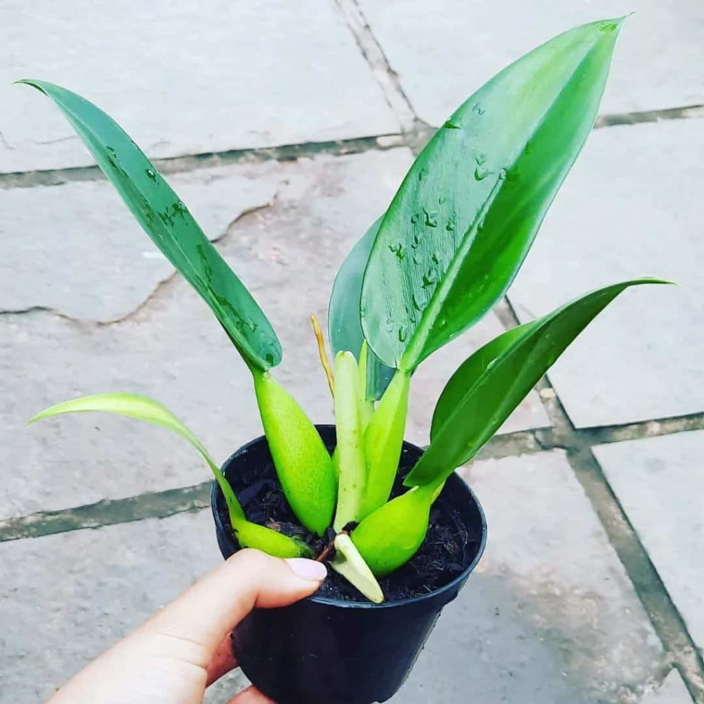 Dicas de Especialista para Cultivar uma Pacová Linda e Saudável