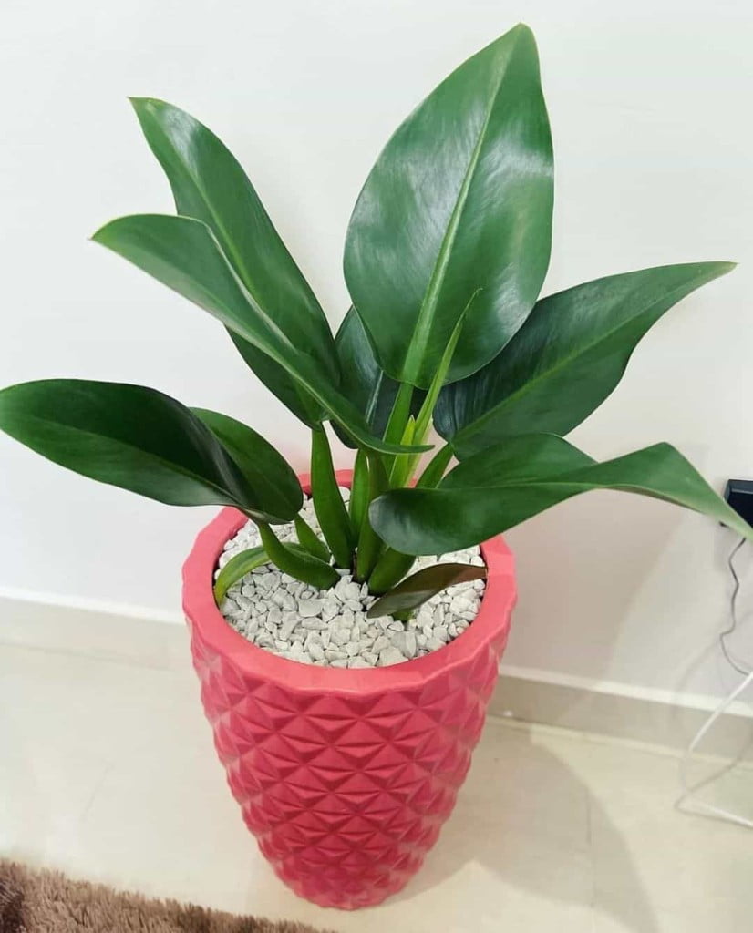 Dicas de Especialista para Cultivar uma Pacová Linda e Saudável