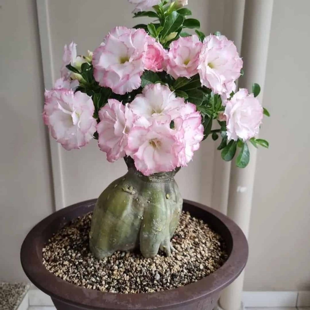 Descubra os Segredos da Rosa do Deserto: Guia Completo de Cultivo