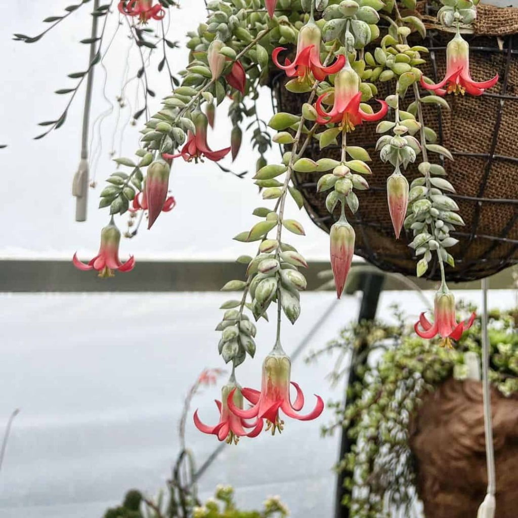 Cotyledon pendens: A Beleza Singular da Suculenta Pendente