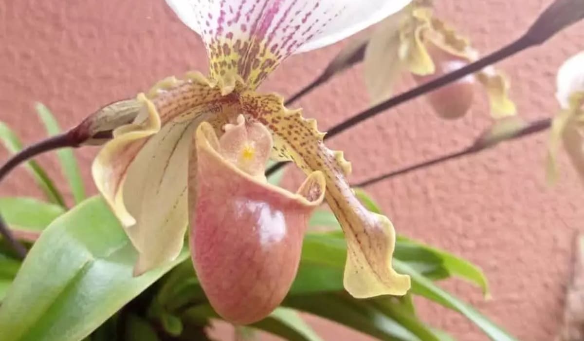 Orquídea Sapatinho: a espécie exótica virou febre entre jardineiros