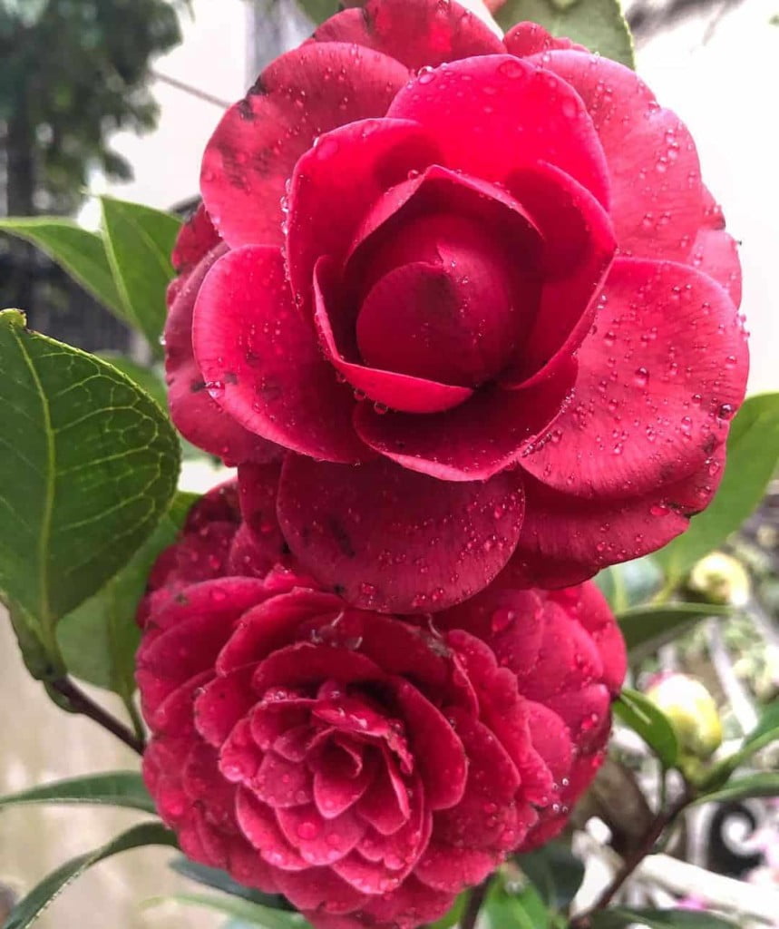 Camélia: principais variedades e cuidados para ser cultivada.