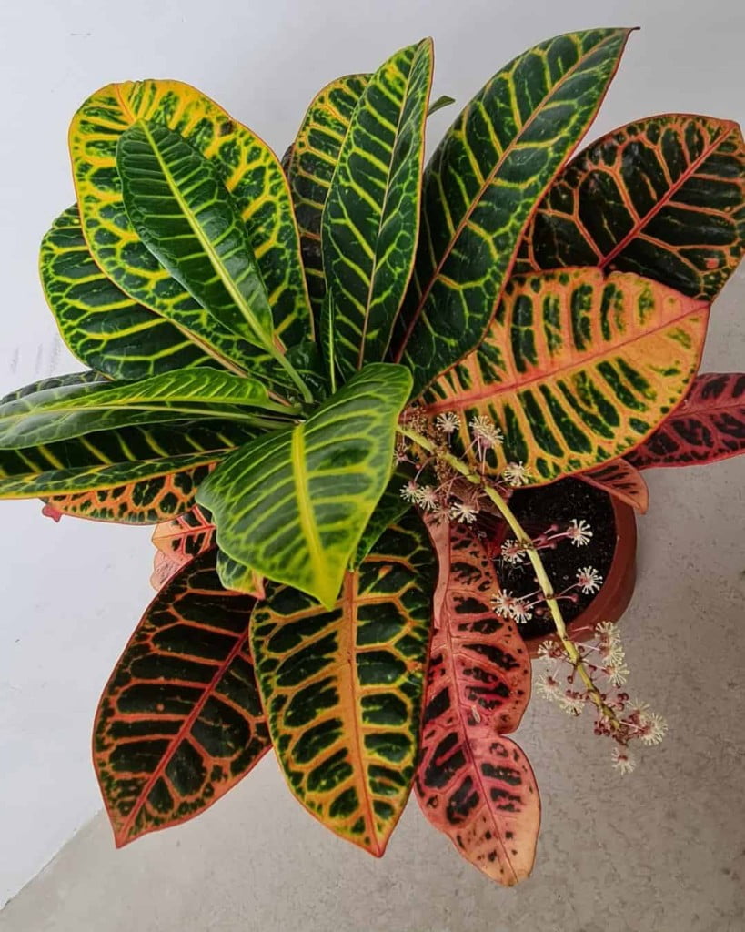 Croton: A Planta Colorida que Transforma seu Jardim