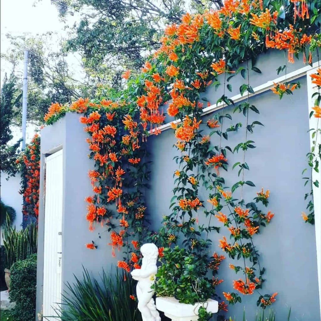 Essa planta resistente cobre cercas e pergolados com flores alaranjadas por meses