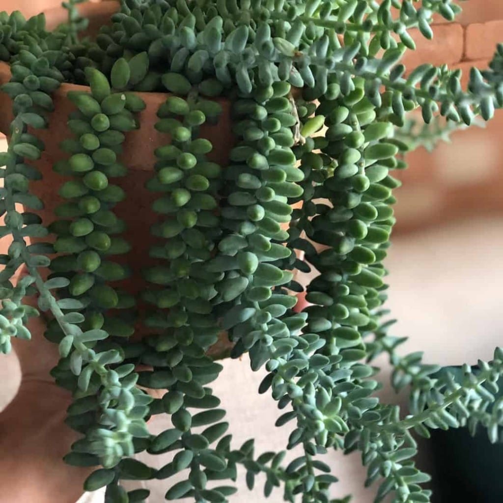 De origem mexicana, a Sedum morganianum virou queridinha da decoração