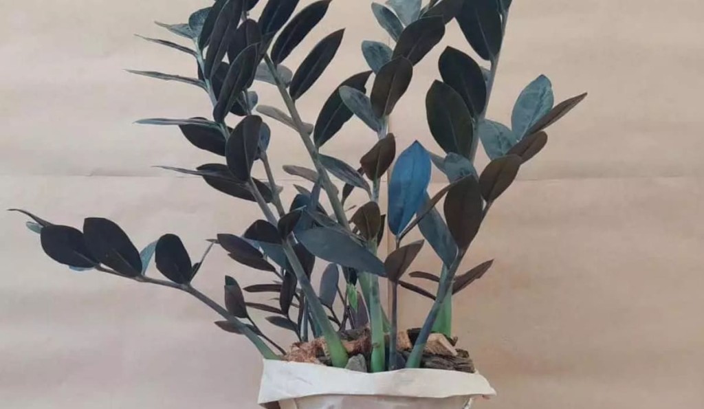 6 Plantas negras que são elegantes e transformam qualquer paisagismo