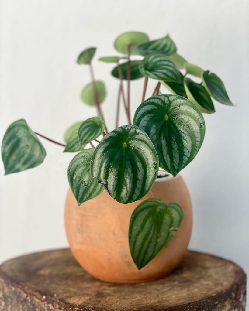 Por que cultivar peperomia-melancia na sala de estar?