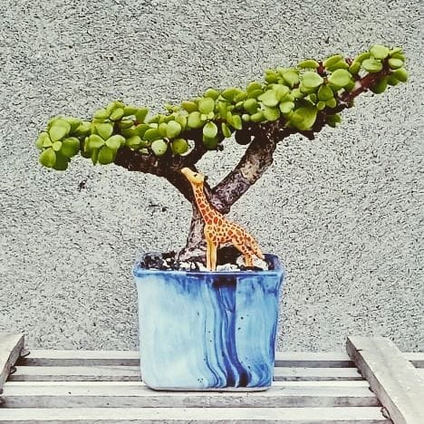 Portulacaria afra: como cuidar dessa linda suculenta?