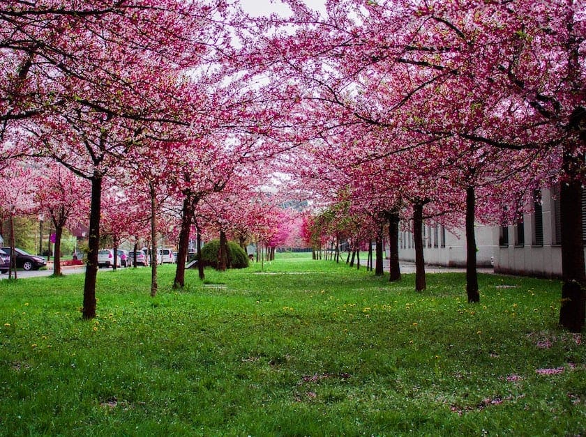 Flor de cerejeira: a beleza da primavera. 3 dicas para o cultivo.