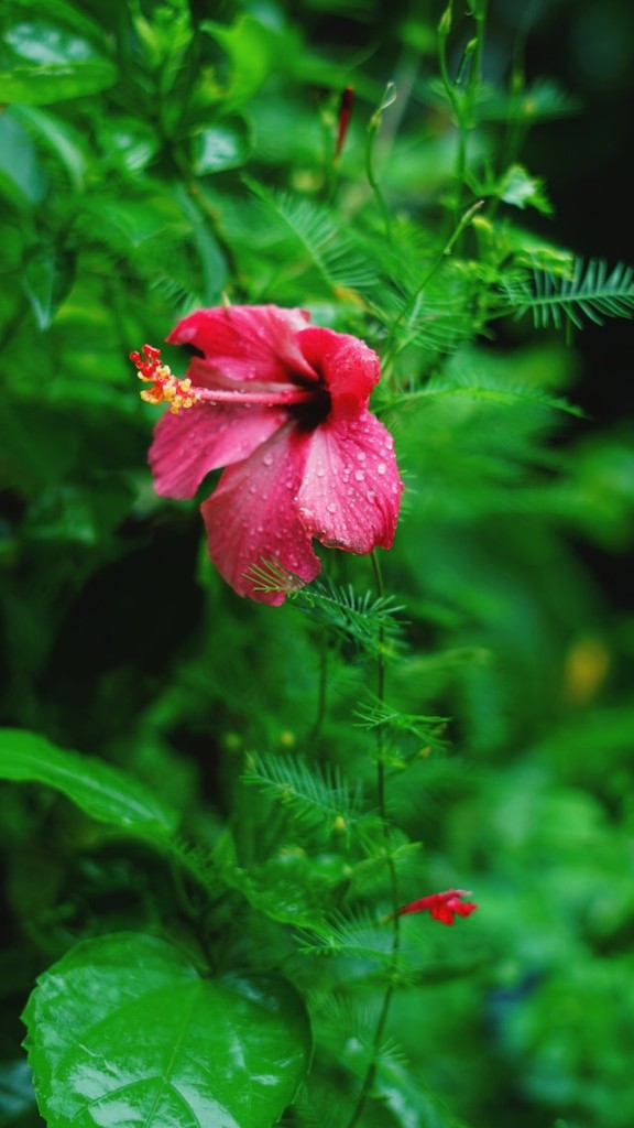 Flor de hibisco