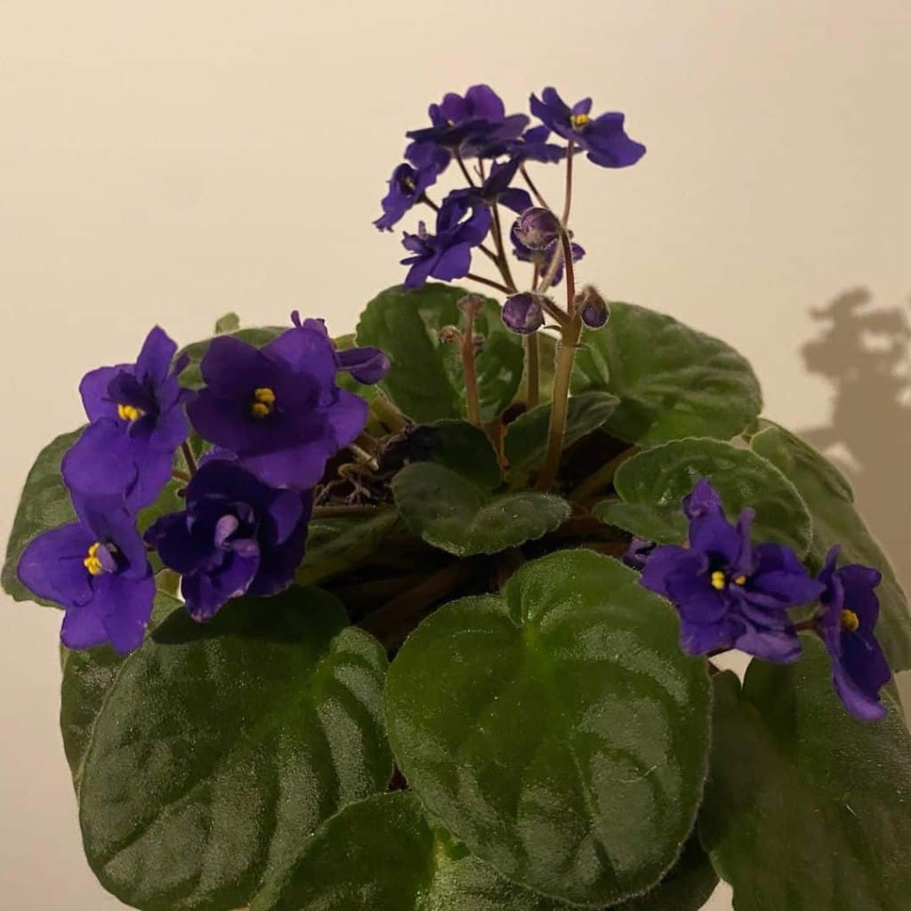 6 flores azuis que transformam jardins e vasos com charme incomum