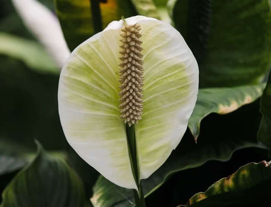 Dicas práticas para plantar Lírio-da-Paz em Vaso e Fazer Mudas