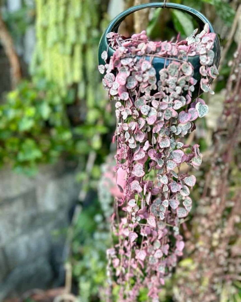 plantas trepadeiras - coracoes emaranhados