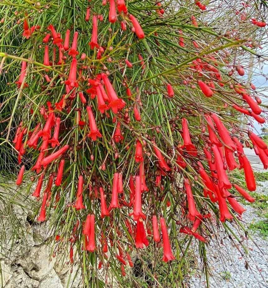 5 Flores que iluminam dezembro em casa e no jardim