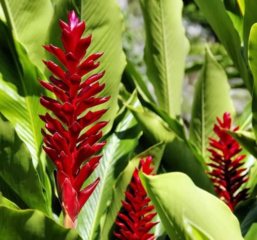 Alpinia Purpurata: Cultivando a elegância tropical em seu jardim