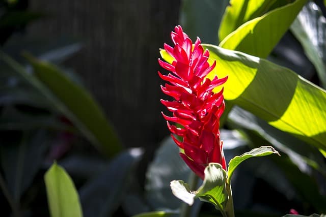 Alpinia Purpurata: Cultivando a elegância tropical em seu jardim