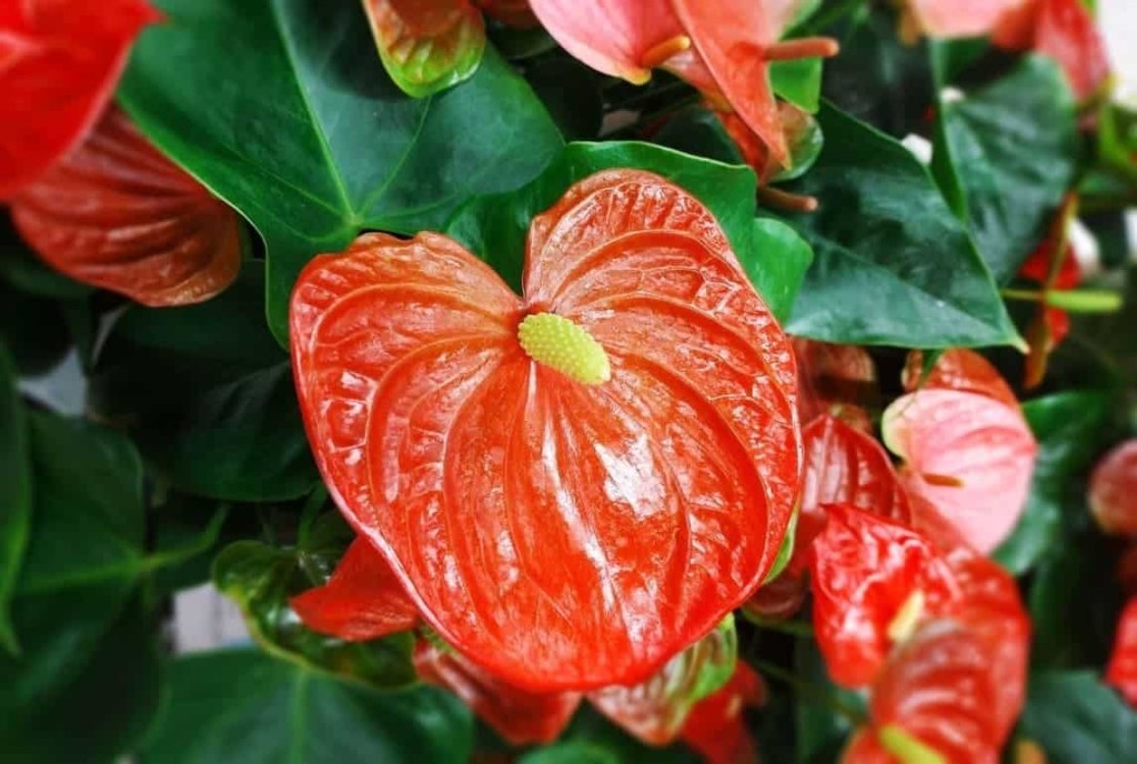 Plantas que promovem bem-estar em casa.