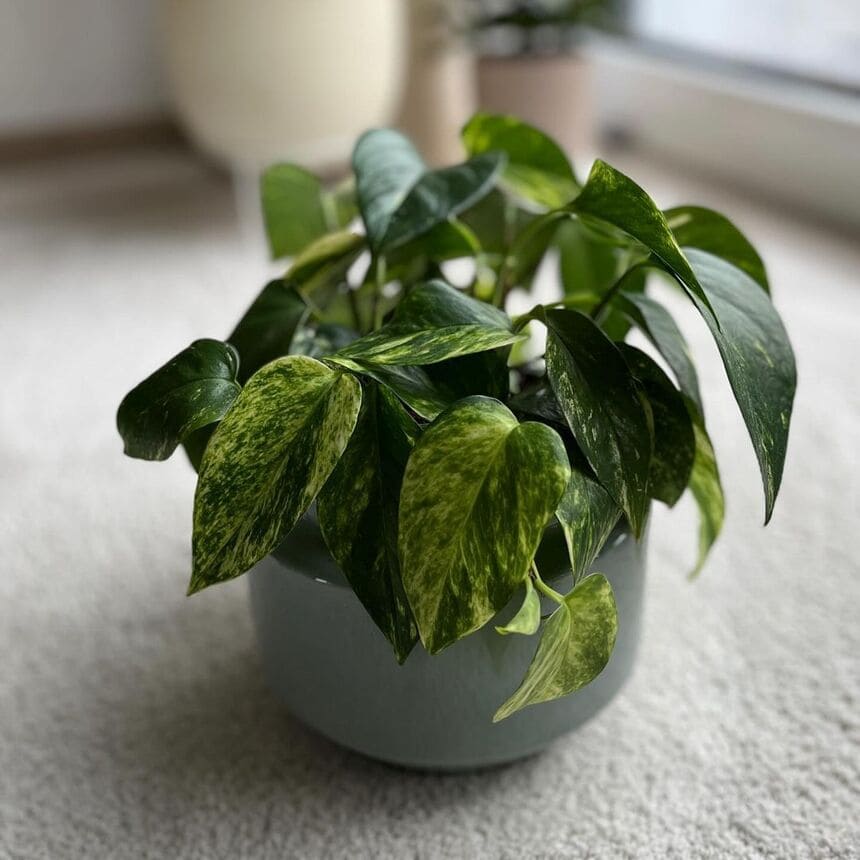 5 plantas para escritório fáceis de cuidar.