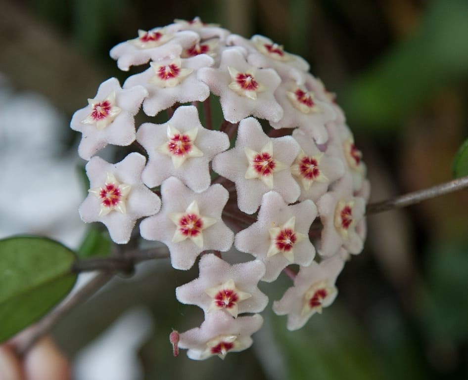 Flor de Cera (Hoya): a trepadeira de interior que encanta com flores cerosas e delicadas