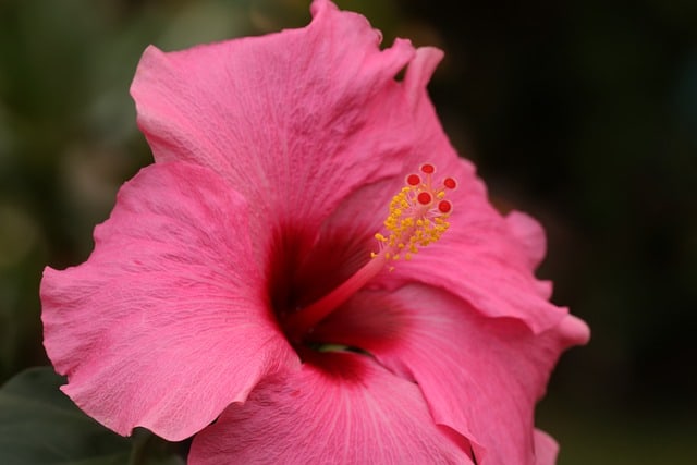 flores do verao - hibisco